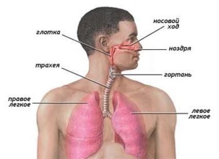 консультация врача иммунолога